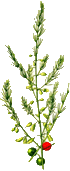 asparagus_adscendens